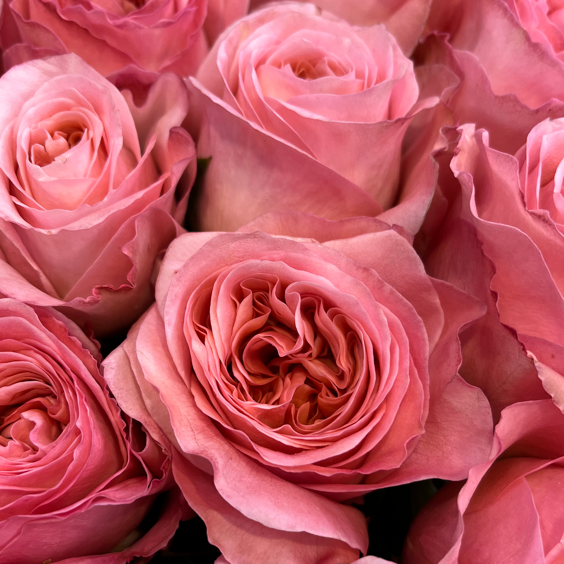【ROSE ROSE】LIQUIDATION　LP pink-xpression-rosees-closeup.