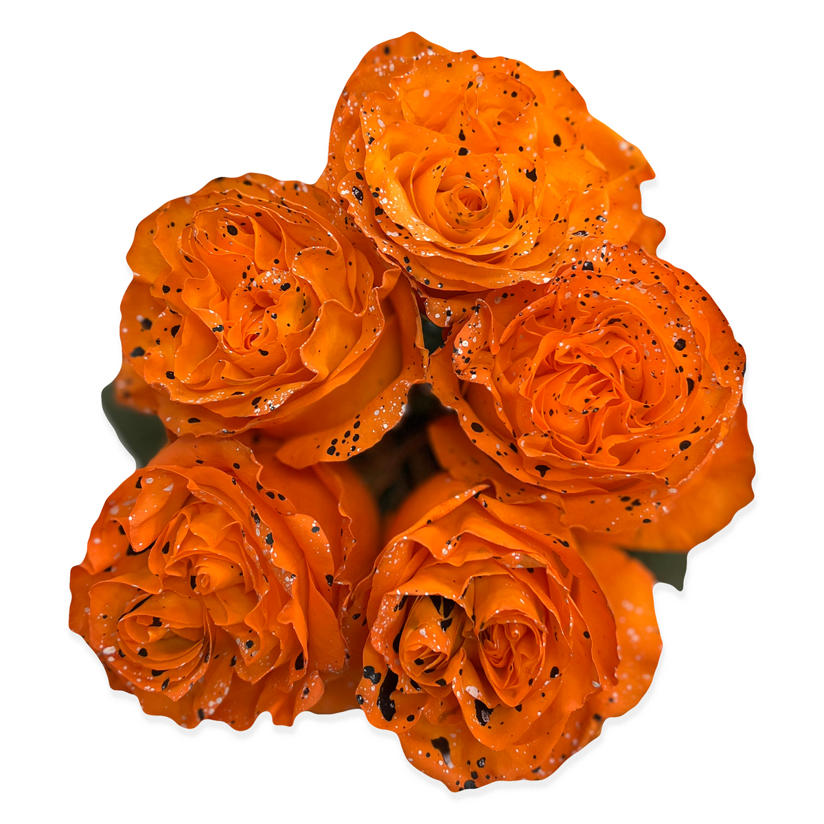 Red Picasso Roses Pumpkin Picasso Roses - Flower Explosion