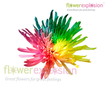 Tinted Rainbow Spider Mums
