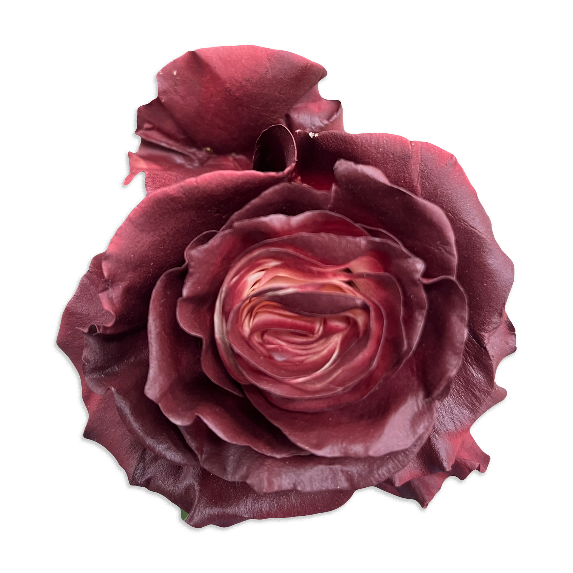 アメリカンフラワーワインレッド薔薇 アメリカンフラワーワインレッド薔薇 （バラ 約5-8mm（ワイン