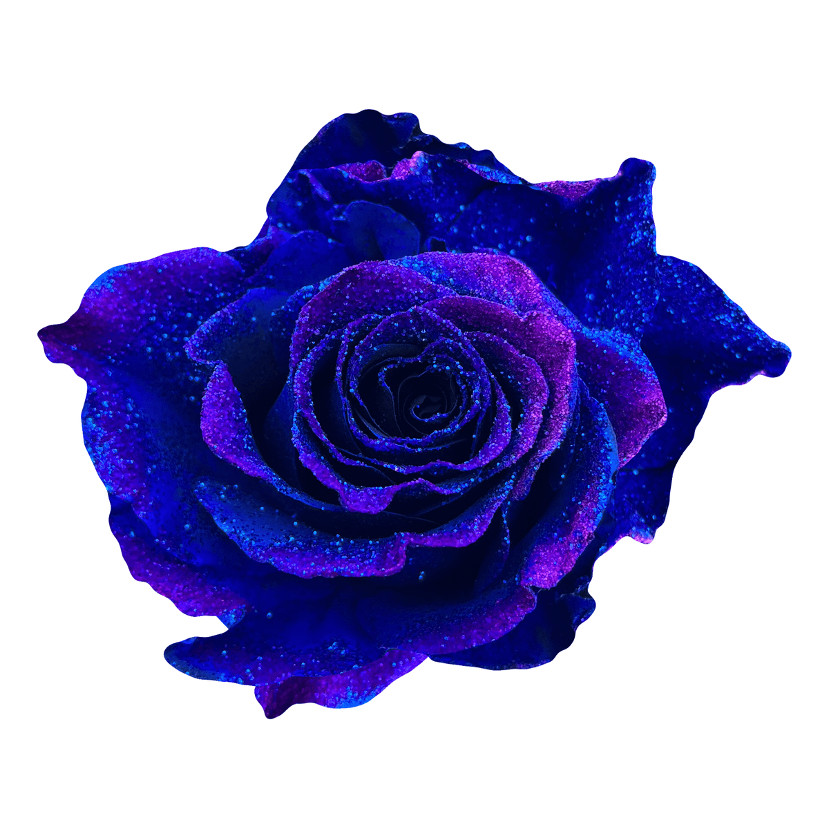 Glitter Roses for Sale | Specialty Online Flowers - Flower Explosion