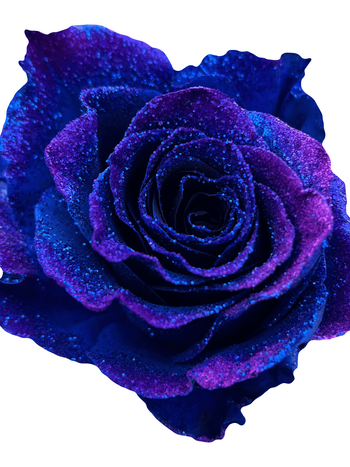 Glitter Roses for Sale | Specialty Online Flowers - Flower Explosion