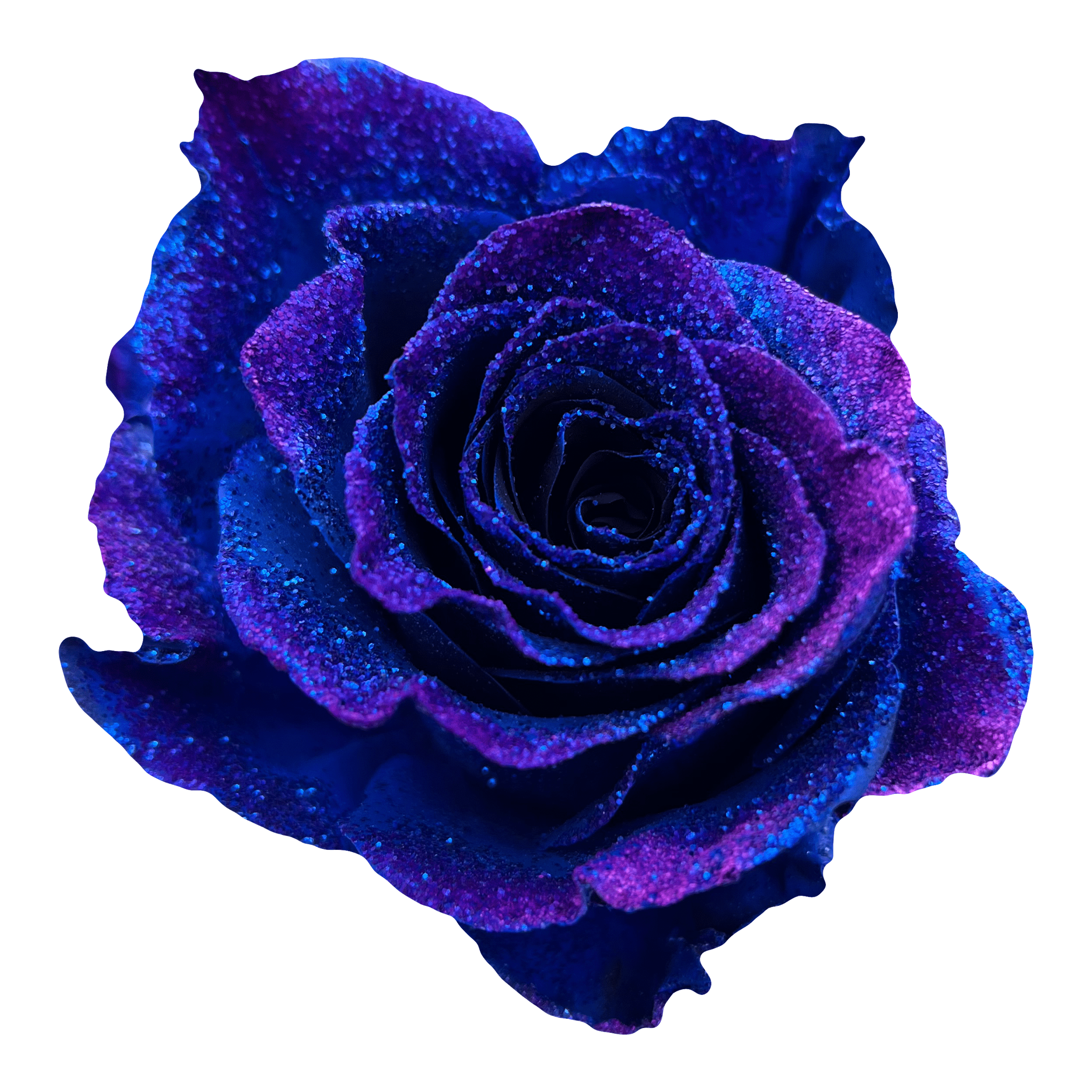 Starry Cluster Roses – Flower Explosion