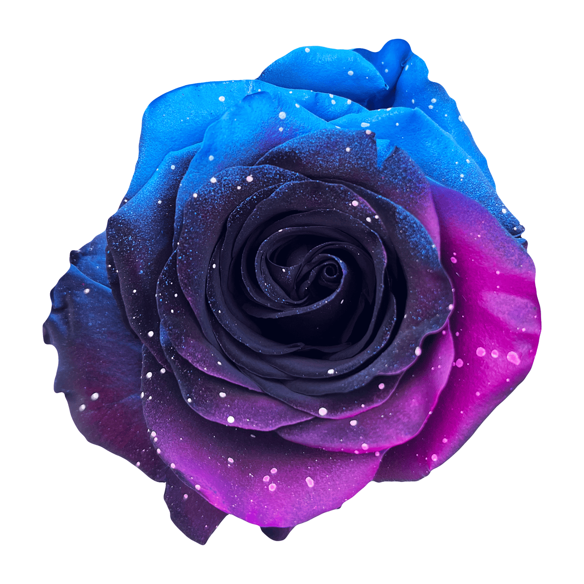 Starry Galaxy Roses Starry Galaxy Roses – Flower Explosion