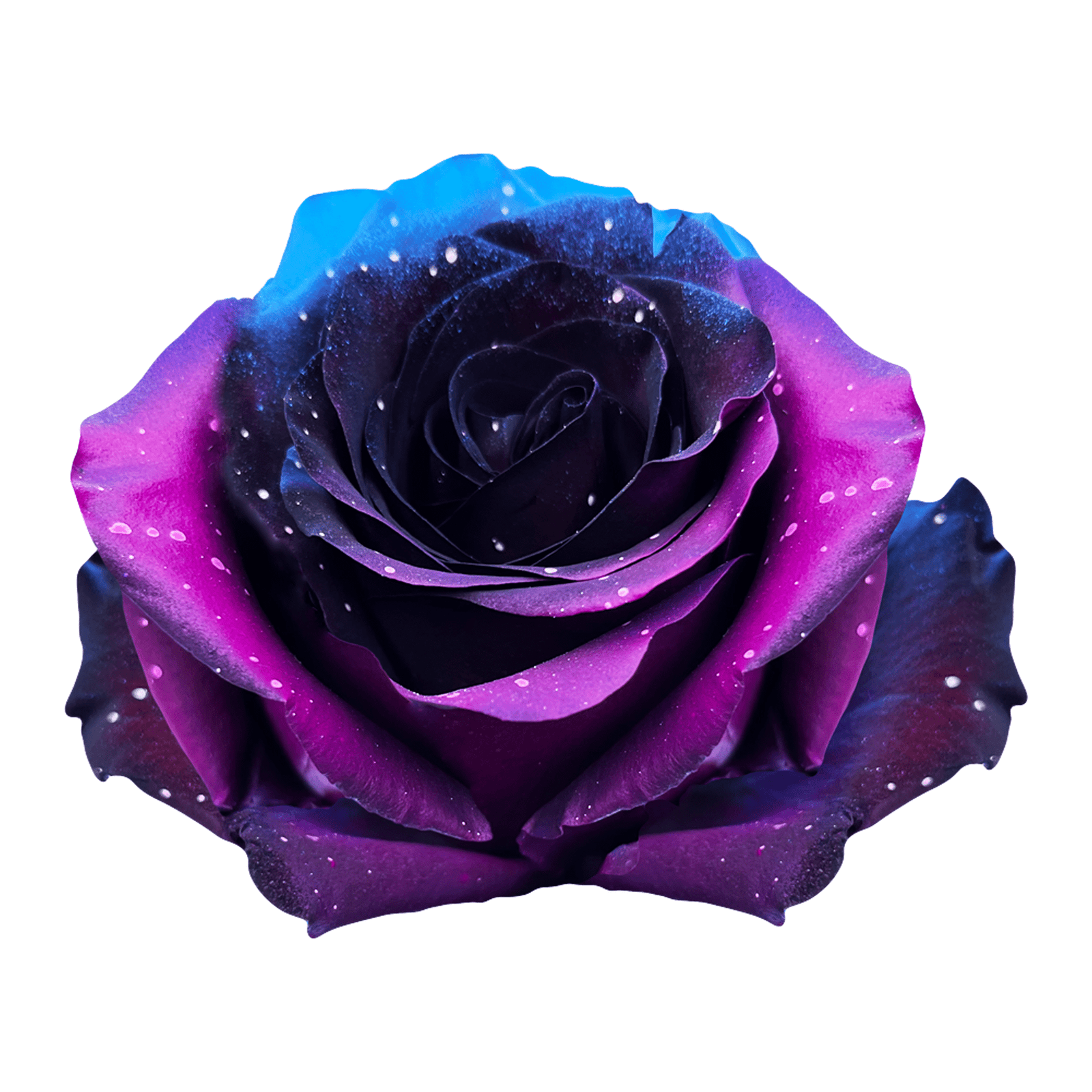 Starry Galaxy Roses – Flower Explosion