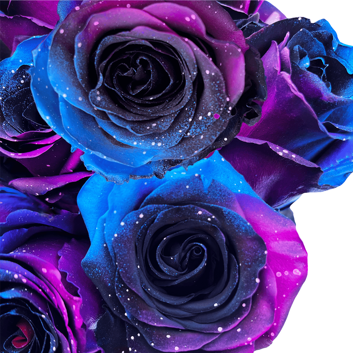 Starry Galaxy Roses – Flower Explosion