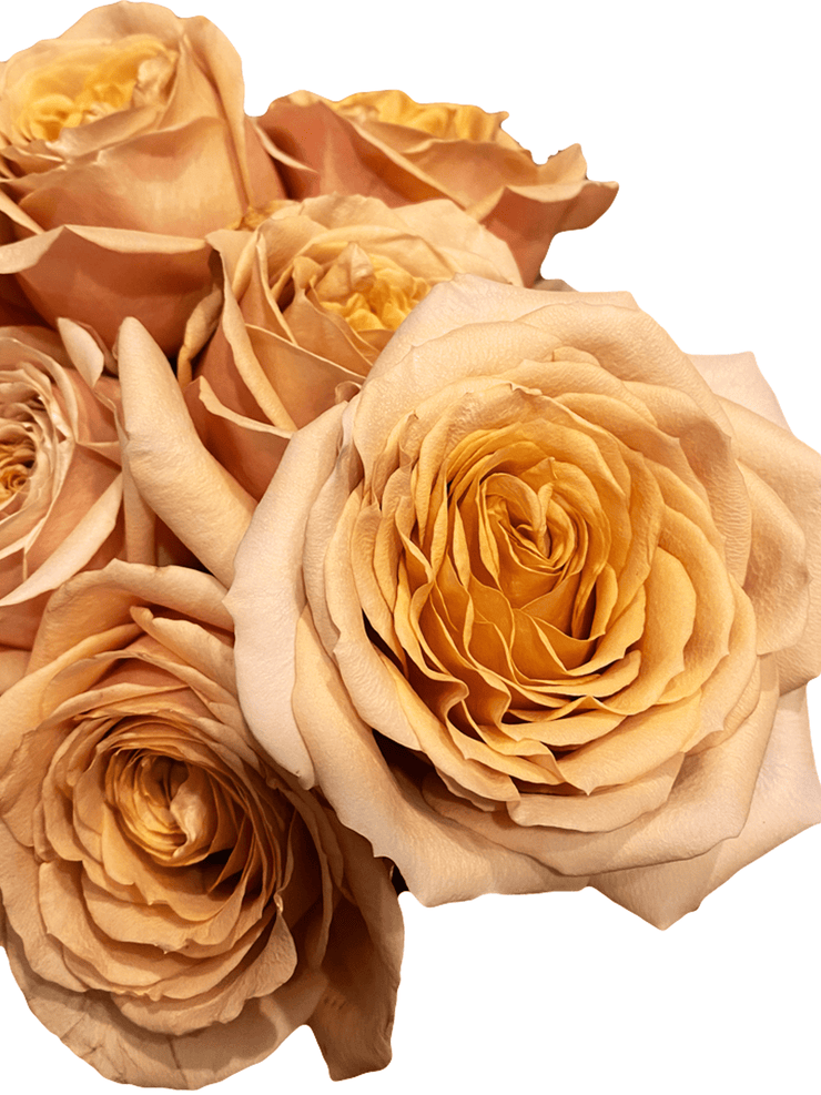 Terracotta roses for sale - Buy rusty brown roses - Flower Explosion