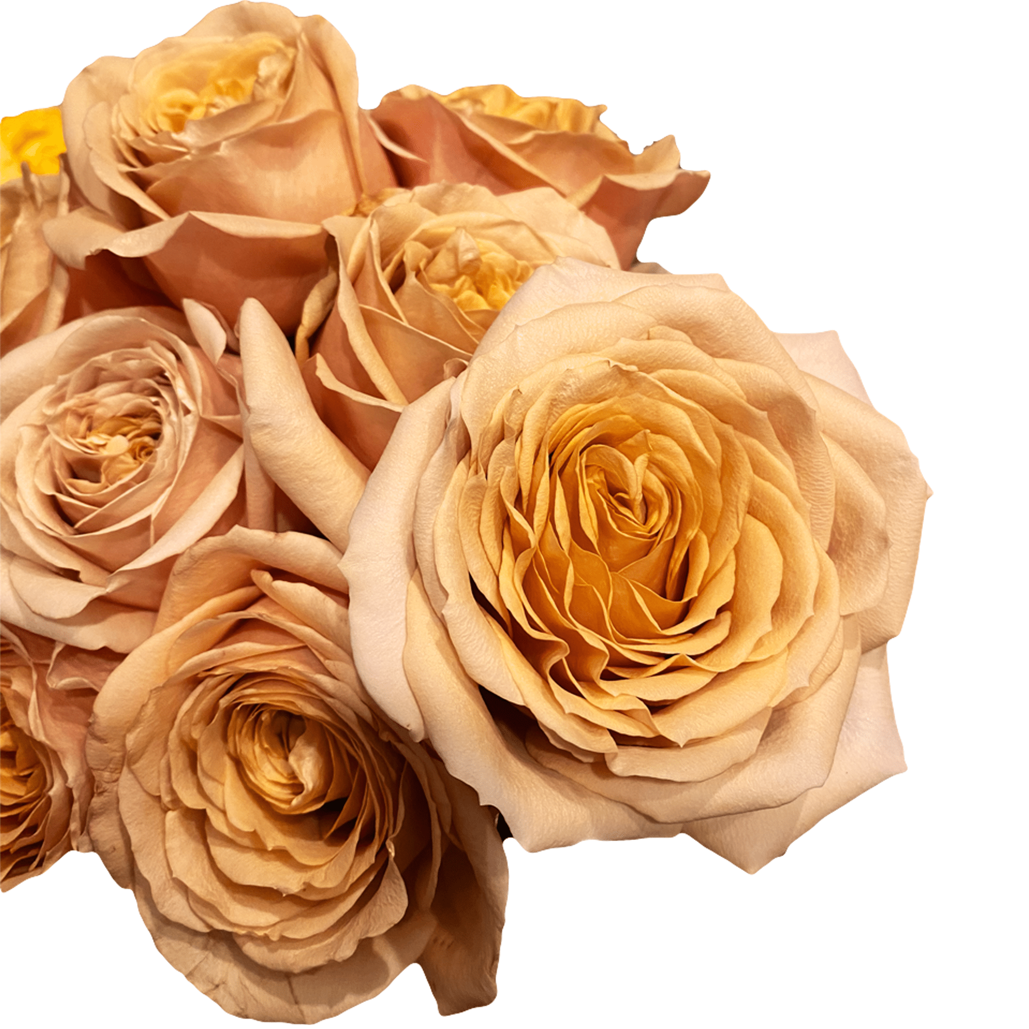 Toffee Roses - Brown Wedding Roses – Flower Explosion