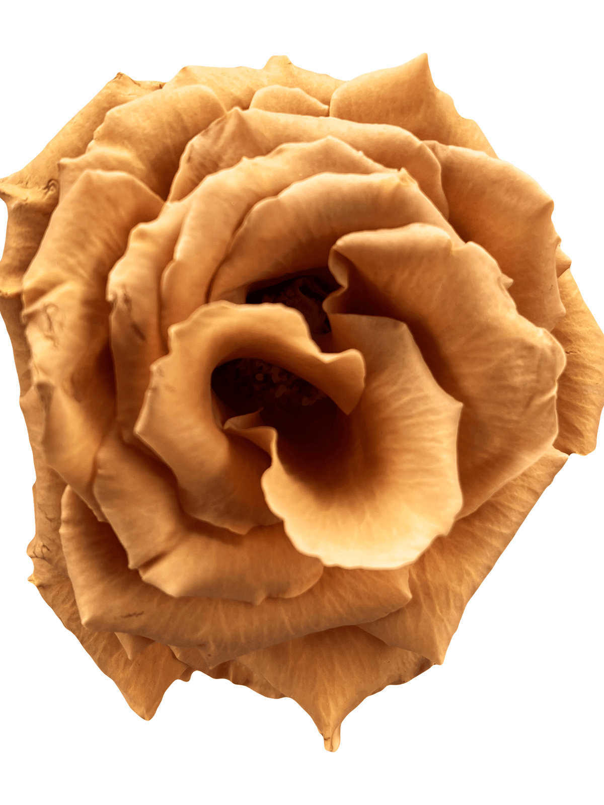 Rusty Colored Roses Terracotta roses for sale - Buy rusty brown roses - Flower Explosion