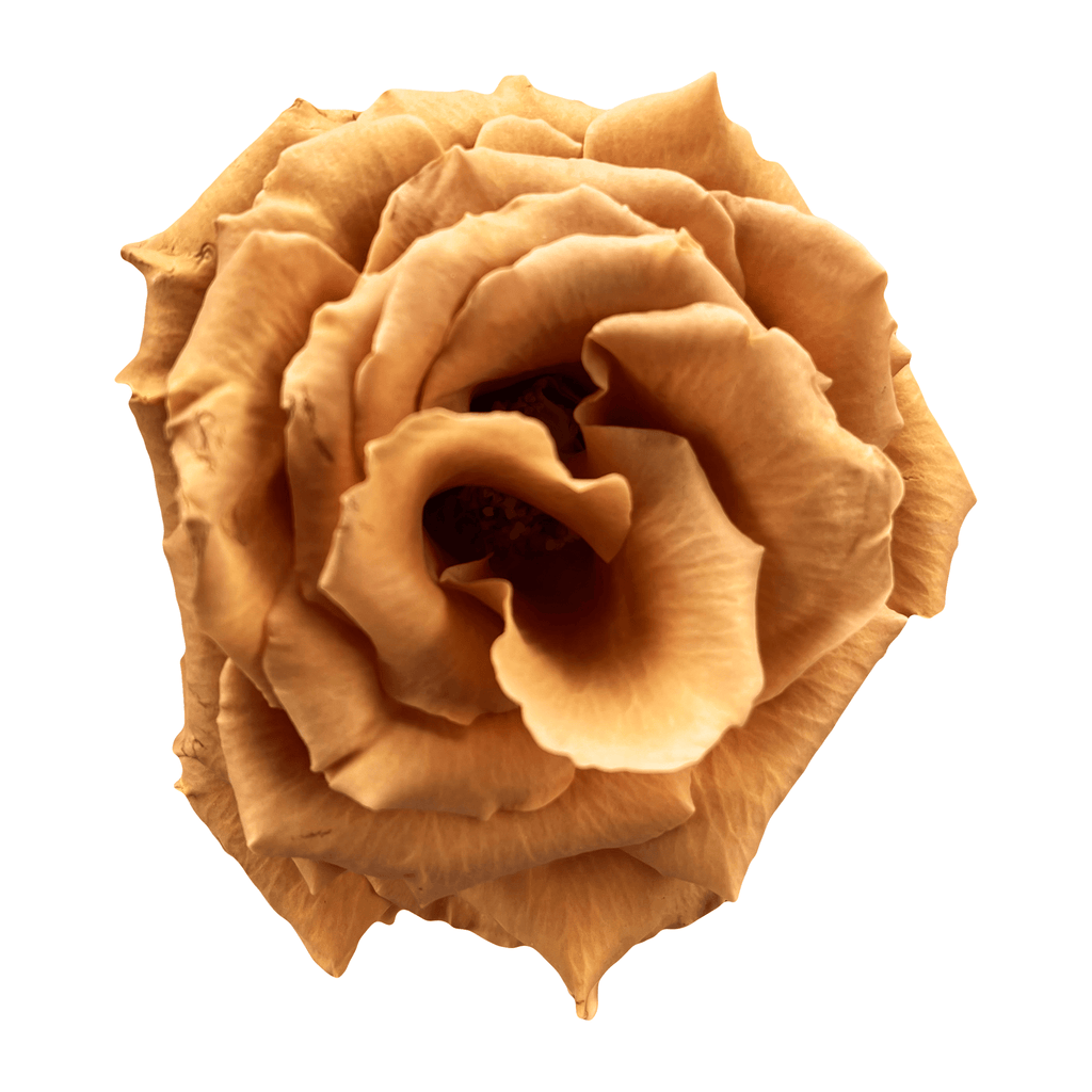 Terracotta roses for sale - Buy rusty brown roses - Flower Explosion