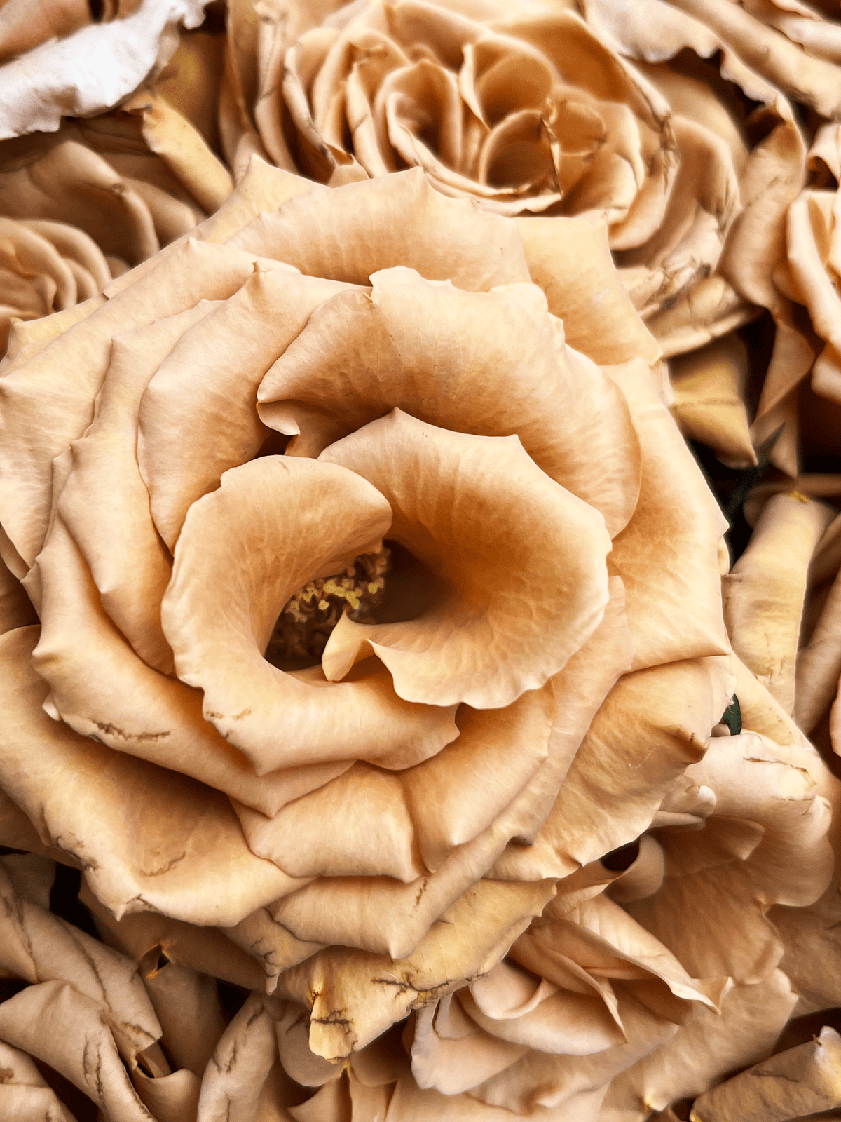 Terracotta roses for sale - Buy rusty brown roses - Flower Explosion