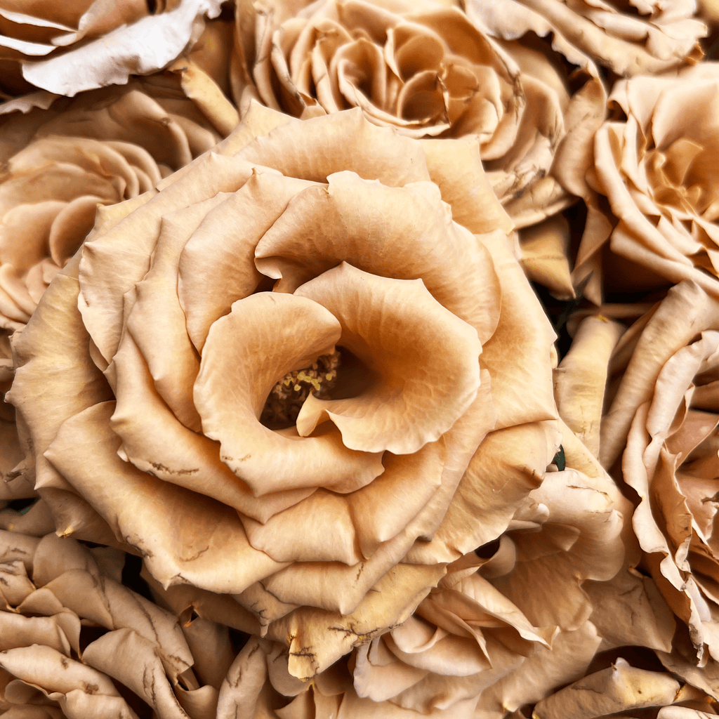 Toffee Roses - Brown Wedding Roses – Flower Explosion