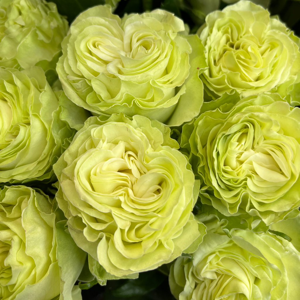 Green Roses Fresh Wasabi Fresh Green Roses – Flower Explosion
