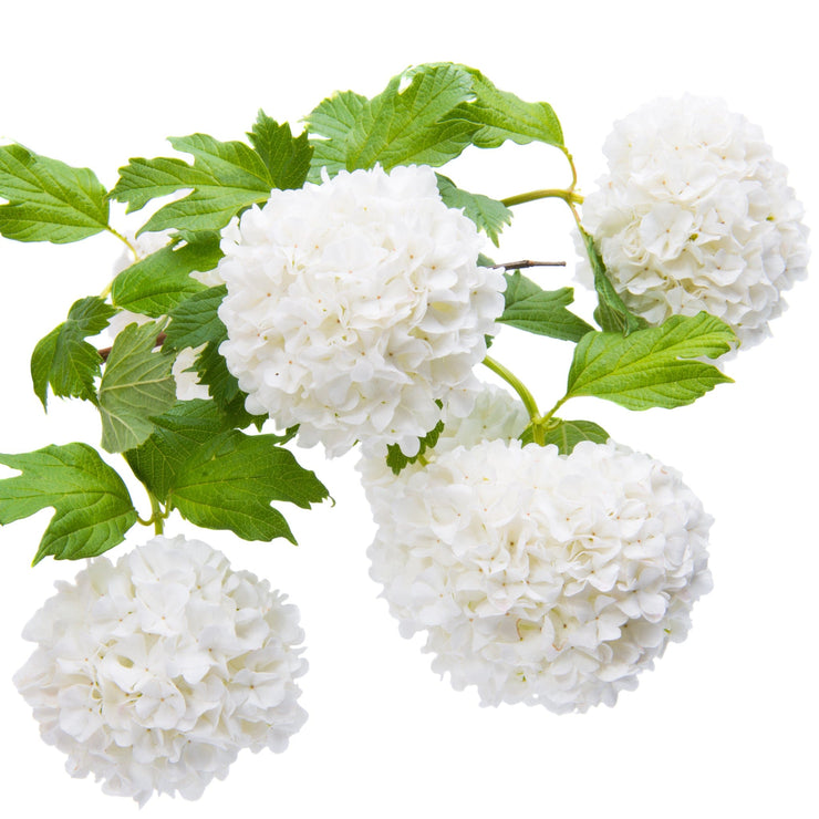 White Regular Hydrangea - Wedding Flowers | Flower Explosion