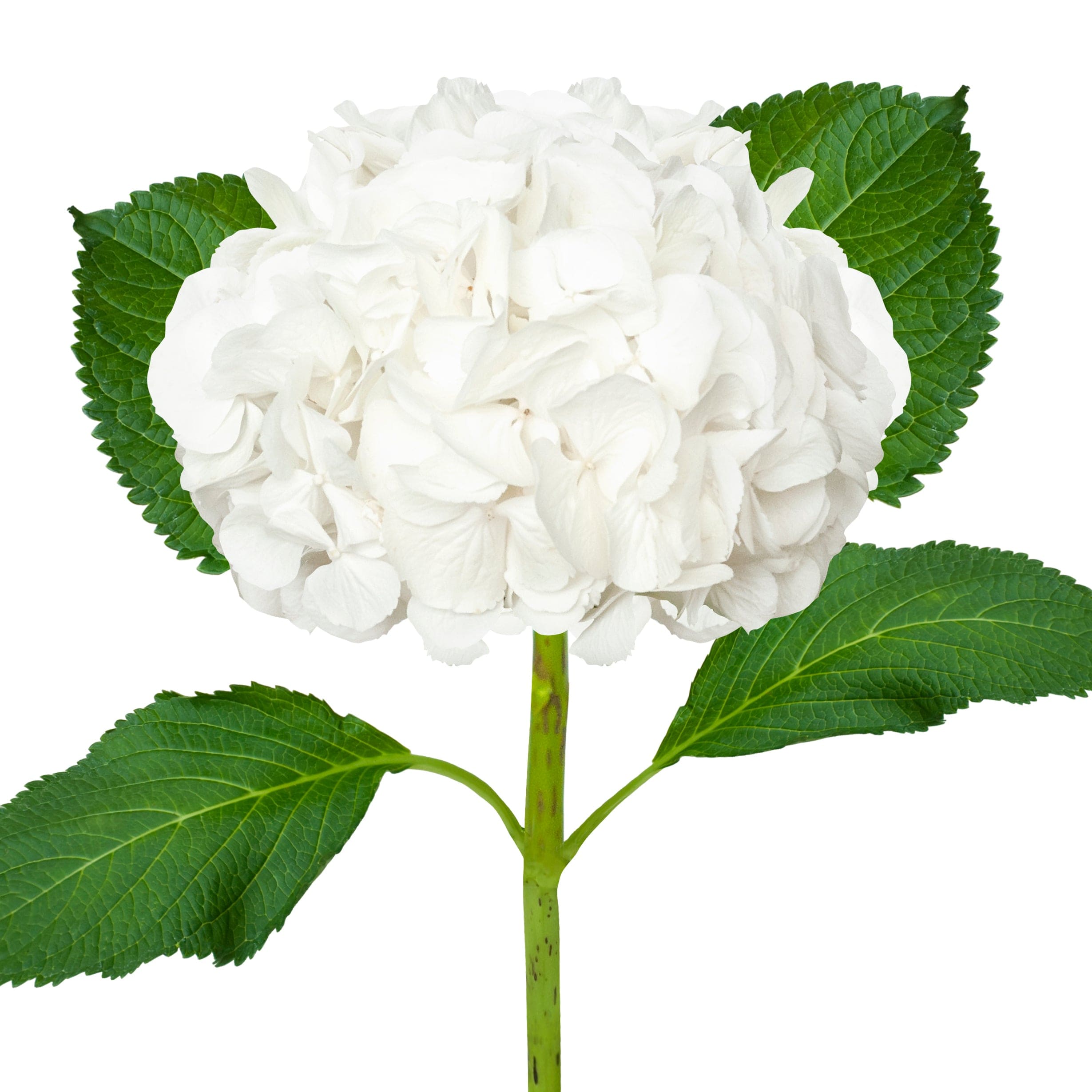 White Regular Hydrangea - Wedding Flowers | Flower Explosion