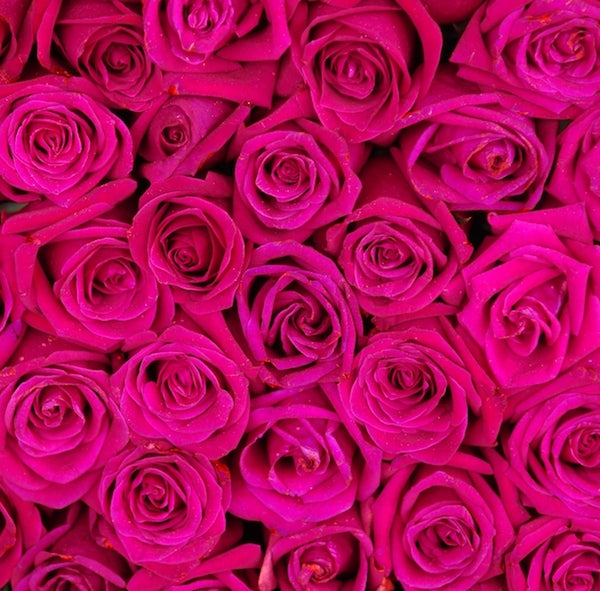 100 Hot Pink Roses