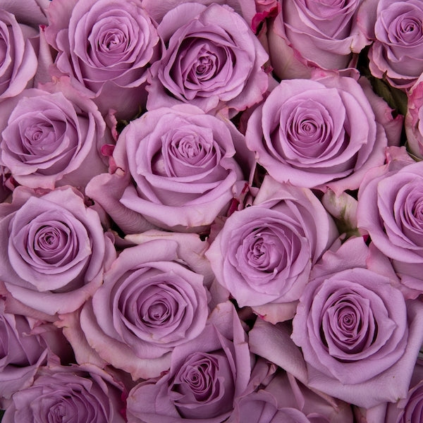 100 Lavender Roses – Flower Explosion