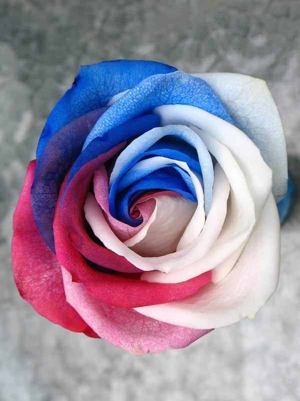 Juneteenth Color Roses Fourth Of July Rose