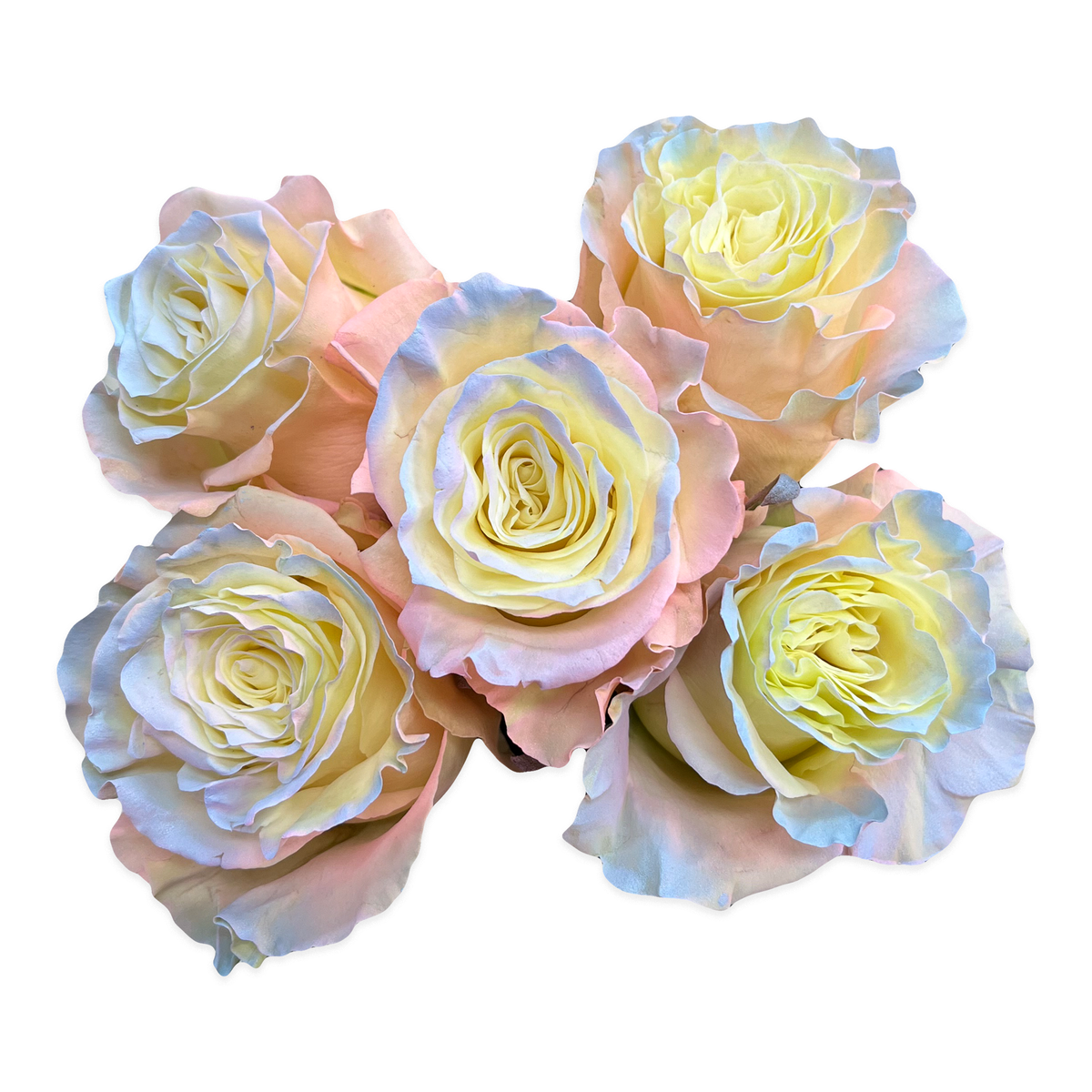 Aurora Borealis Roses - Flower Explosion
