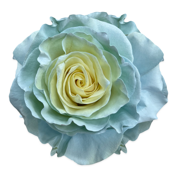 Baby Blue Bicolor Roses Flower Explosion