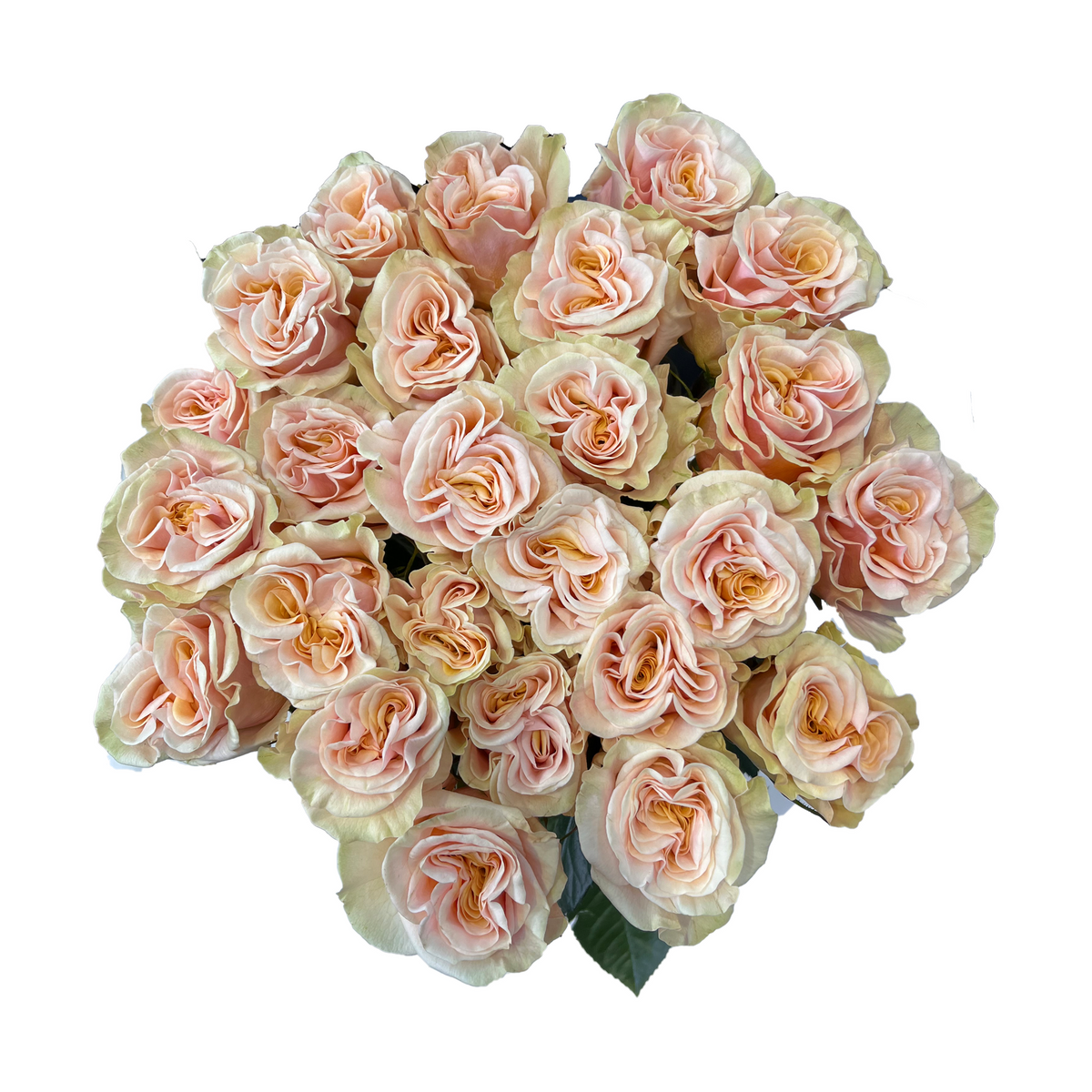Pink And Pay Roses Phoenix Roses Peachy Pink - Farm Direct Delivery - Flower Explosion