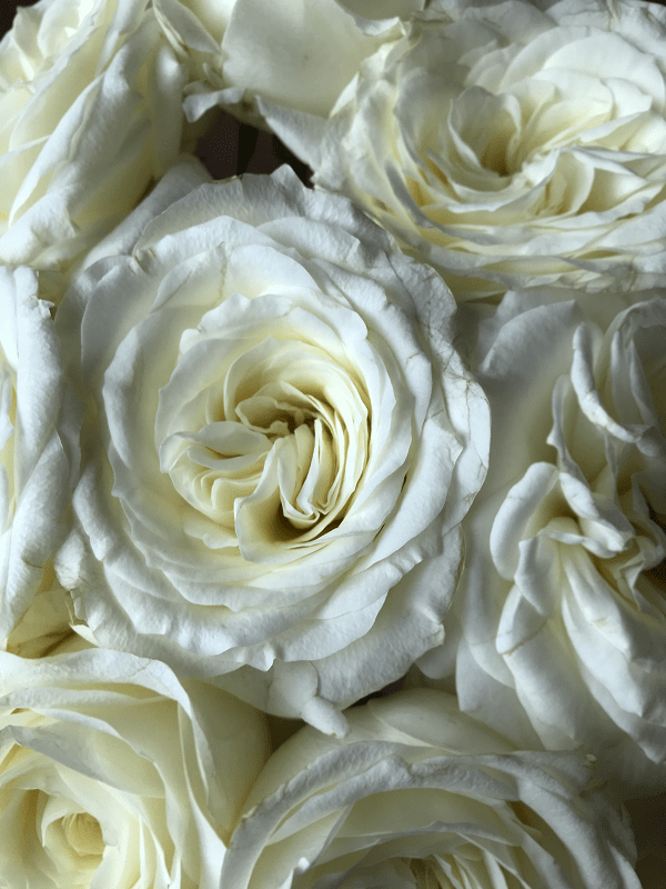 alabaster wedding rose