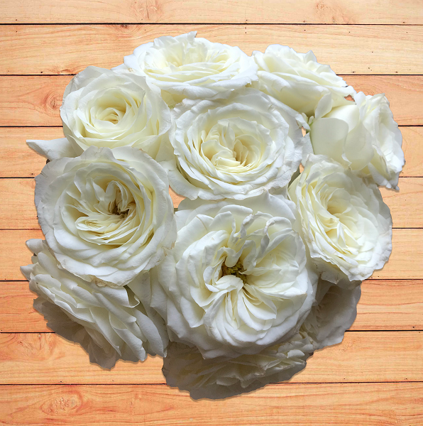 white garden roses alabaster