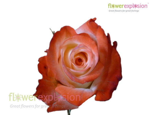 Alex Roses Flowers Alex Orange & Cream Rose Flowers for Wedding Bouquets Online Wholesale ...