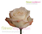 Alex Orange & Cream Rose