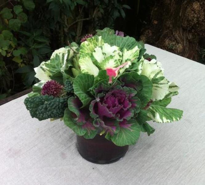 Kale - Cabbage Ornamental Purple