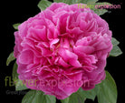 Hot Pink Peonies January February