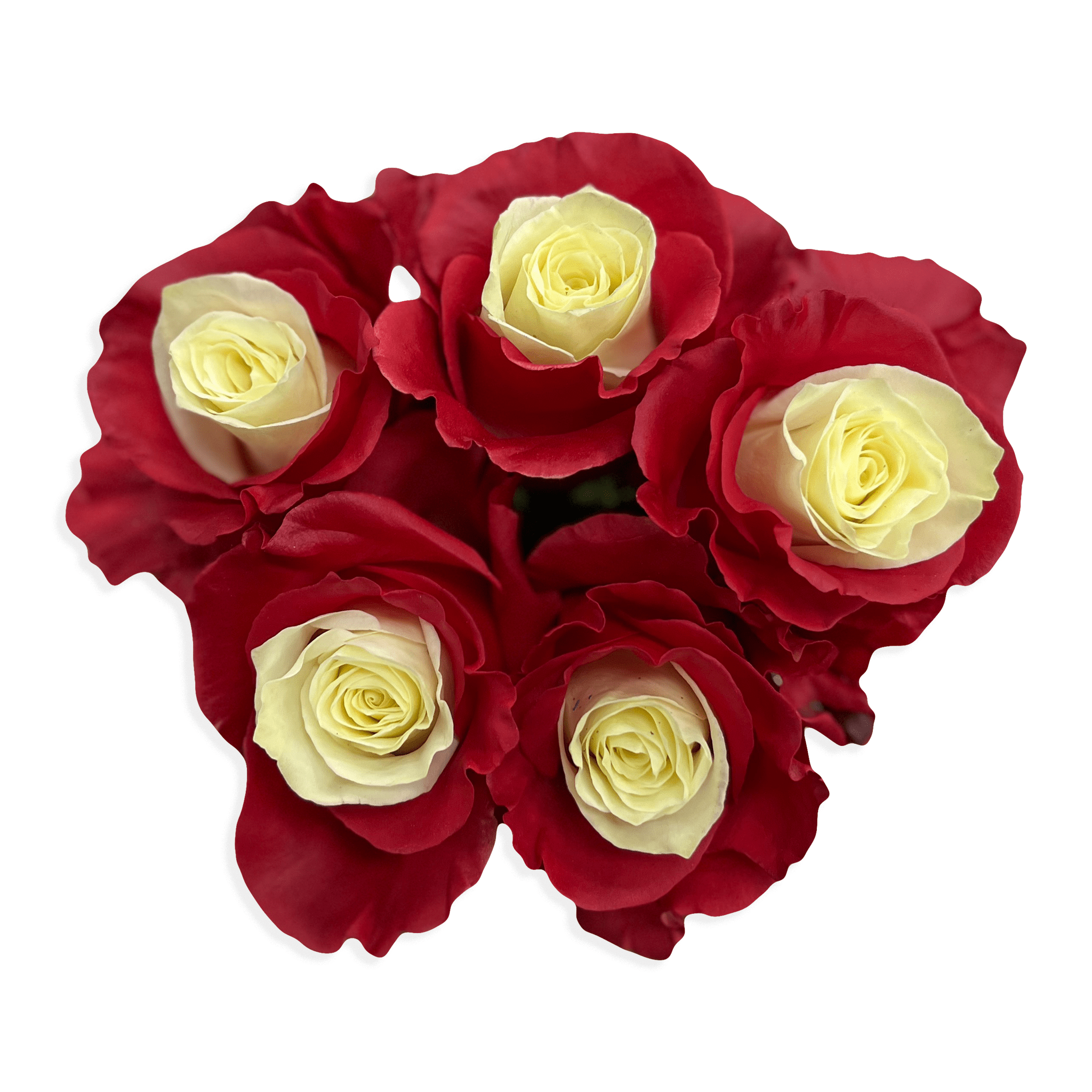 Cheweyeup Roses Allegro Roses - White Center Red Outer Petals - Flower Explosion