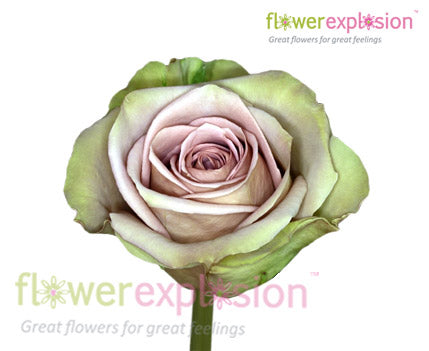 Dark Secret Roses - Flower Explosion