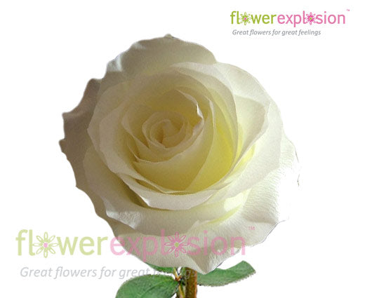 Anastasia White Rose - Bulk Wedding Flowers | Flower Explosion