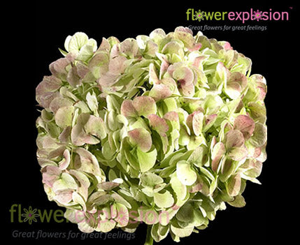 Bulk Antique Hydrangea – Flower Explosion
