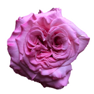 Ashley Garden Rose