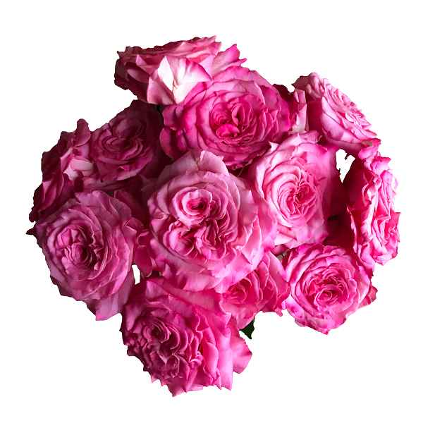 Garden Roses Ashley