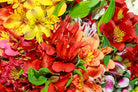 Alstroemerias Assorted Colors