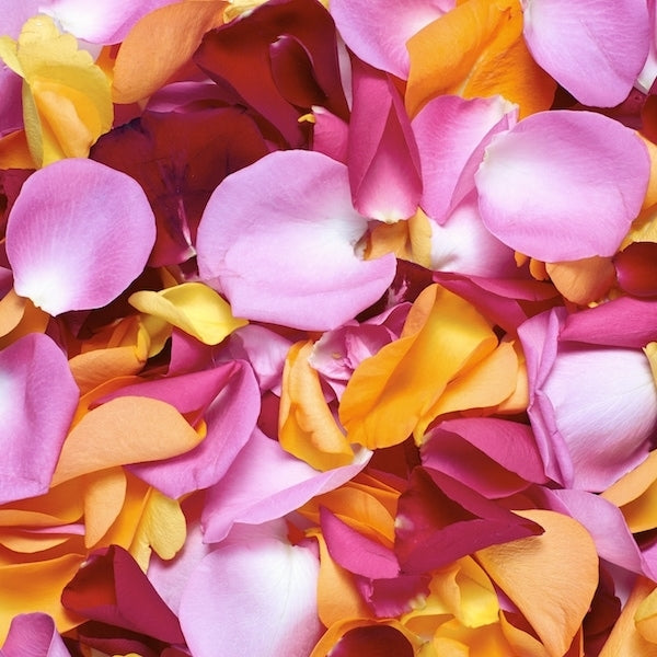 Mixed Rose Petals