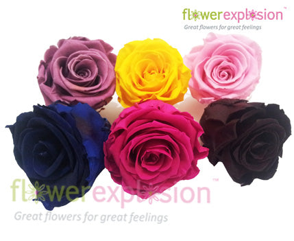 Mixed Preserved Roses – Flower Explosion