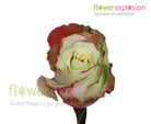 Aubade Bicolor Rose