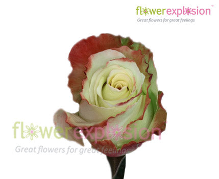 Aubade Bicolor Rose