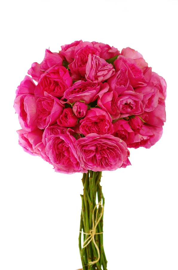 Rowena Roses Baroness Pink Spray Garden Rose - Flower Explosion