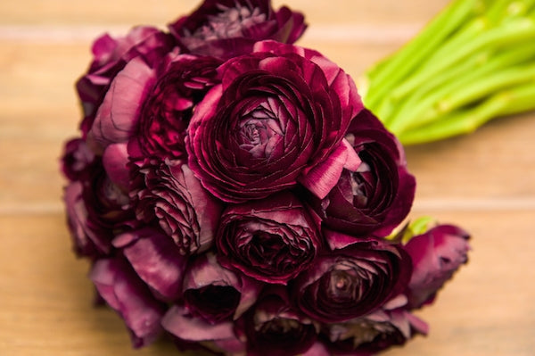 Deep Violet Ranunculus Purple Ranunculus Bouquet Ranunculus 'Chocolat' – Zoe Woodward