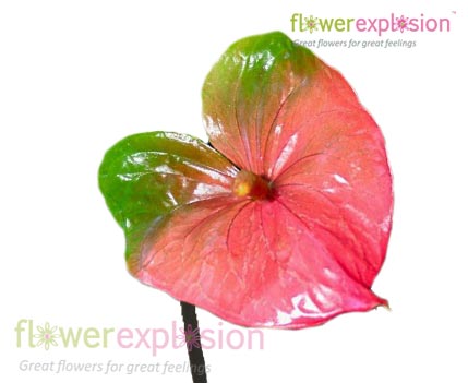 anthurium bicolor Bicolor Anthurium