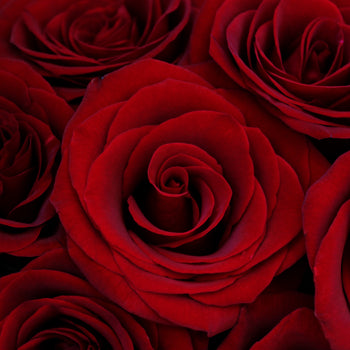 Red Premium Magic Rose