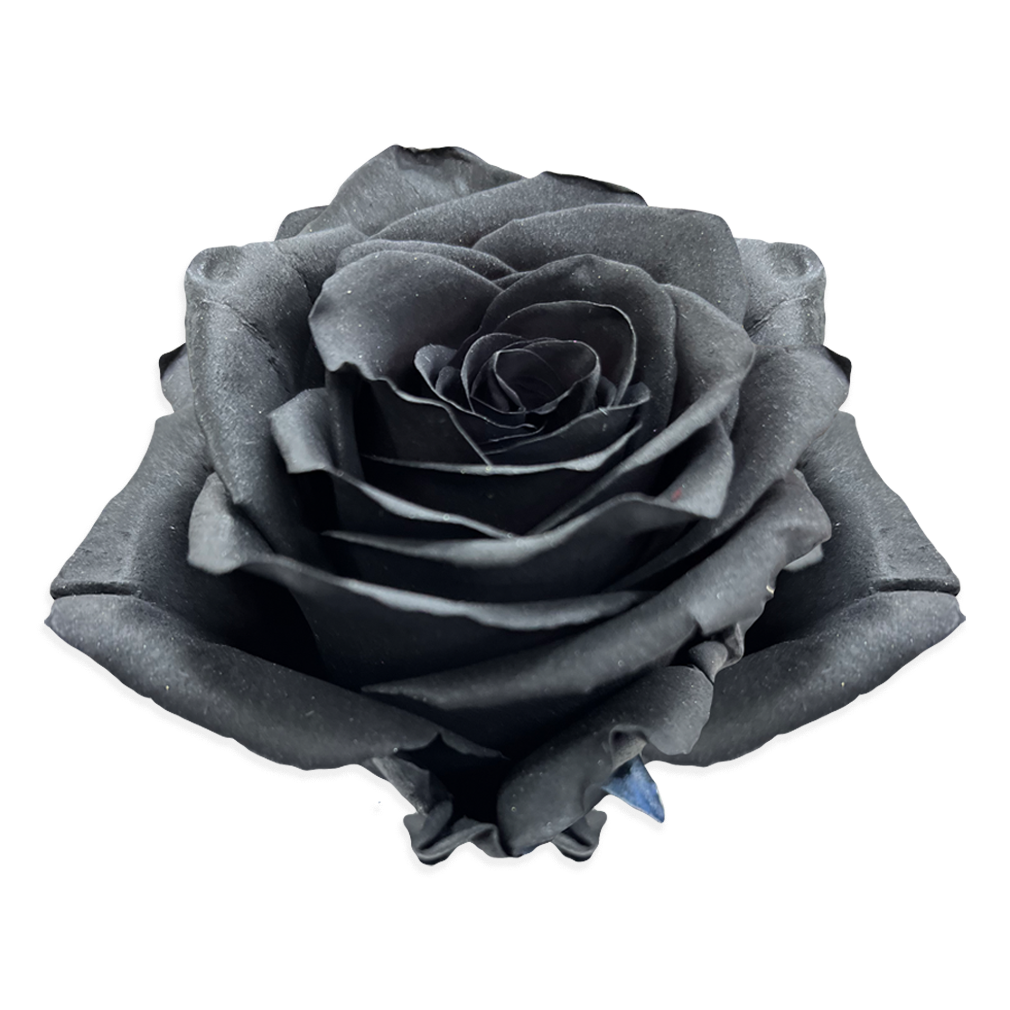 Beautiful black rose deals