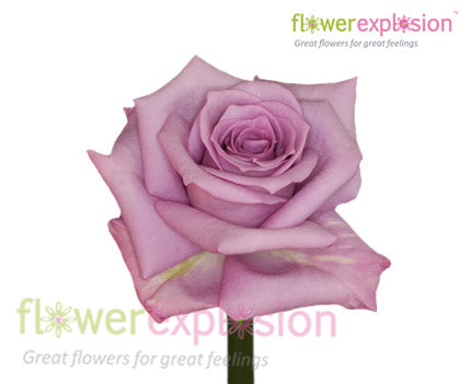 Blue Bird Lavender Rose | Lavender Roses | Wedding Roses – Flower Explosion