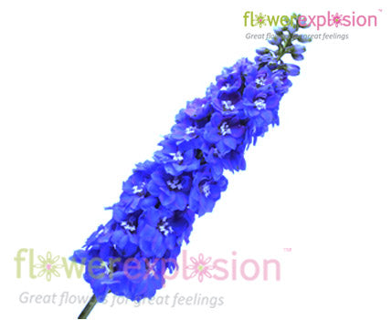 Blue Delphinium