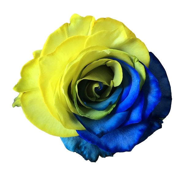 Line Roses Blue Light Blue Rose Flower